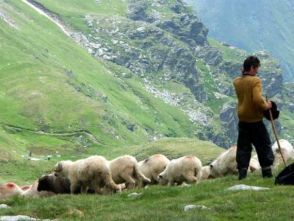 Pásztorélet - Pásztorhagyományok Késműves Mesterek Napja, Időpont: 2014. szeptember 26-27.