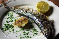 Halak, vadak, nyulak