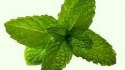 Menta