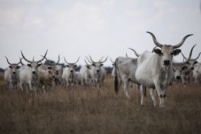 Hogy kerül vissza a magyar szürke az asztalra?